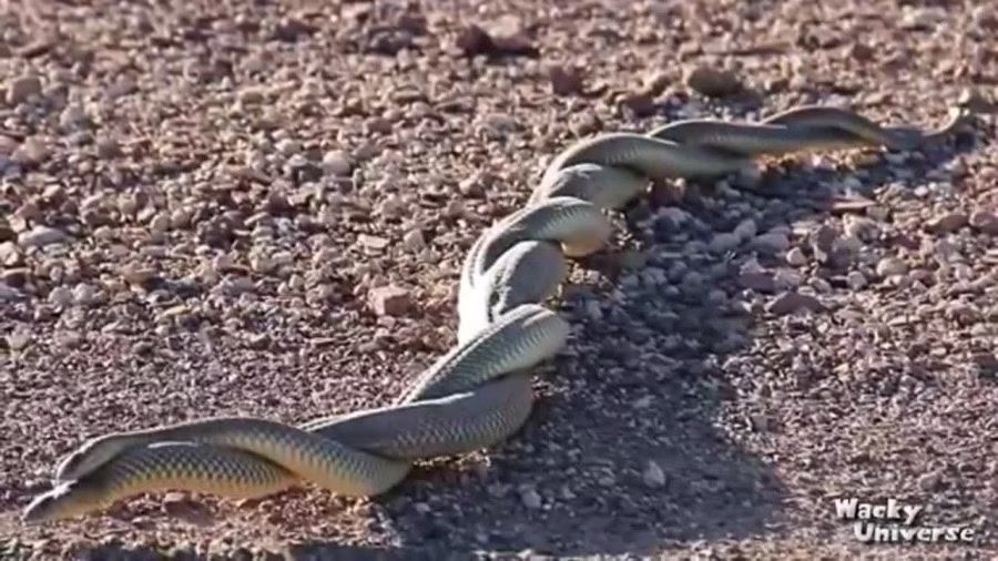 جفت گیری عجیب و غریب حیوانات