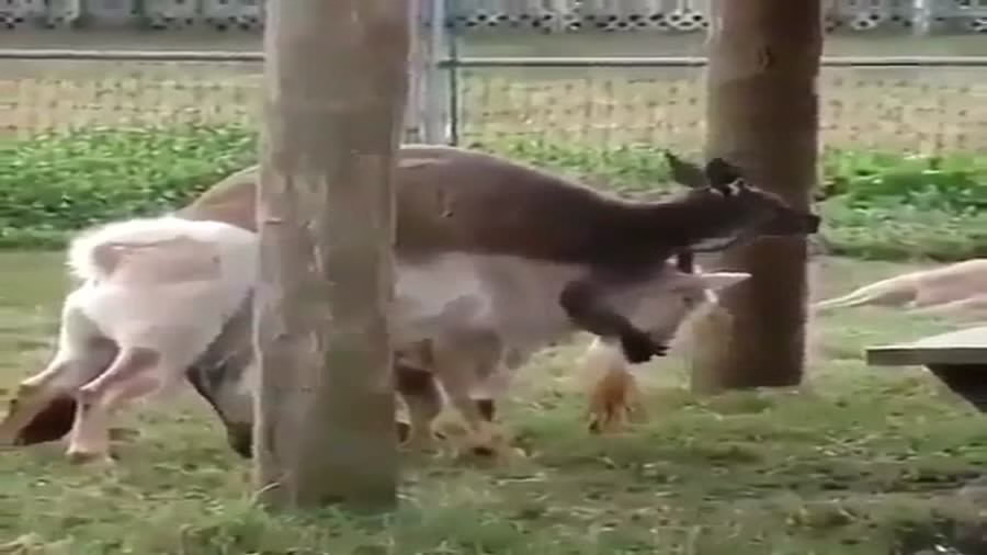 جفتگیری زوری کانگور و قوچ