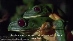 رفتار عجیب حیوانات در فصل جفت گیری