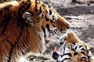 مرگ وحشتناک مردی توسط یک ببر