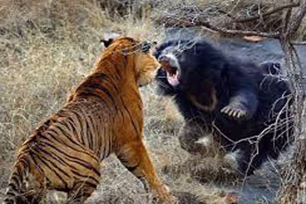 دوئل مرگبار حیوانات در حیات وحش + فیلم (18+)