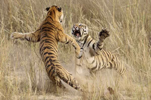 bartarin-aks-haie-tabiat-national-geographic