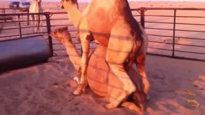 جفت گيري شتر با شتر,جفت گيري شتر اپارات