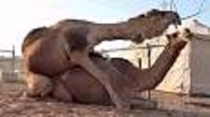 جفت گیری شتر