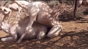 جفت گیری شترها