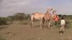 جفت گیری شتر