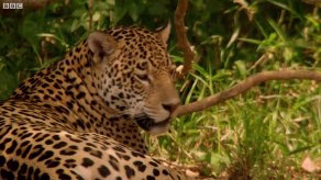 جفت گیری پلنگ