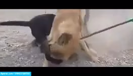 جنگ و نبرد دیدنی بین سگ های وحشی