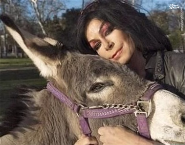 فیلم جفتگیری خر ها درجاده جلوی اتومبیل