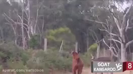 نبرد دیدنی بین حیوانات وحشی