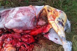 این دختر زیبا در شکم این اسب چه میکند؟ (عکس)