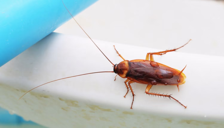 از بین بردن سوسک