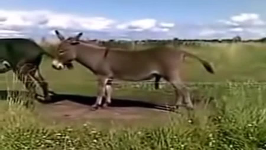 جفتگیری خر ها