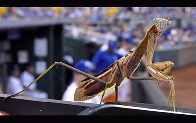 دنیای شگفت انگیز حشرات