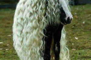 زیباترین اسب ها