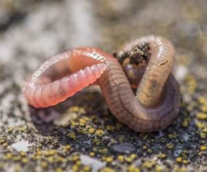 درآوردن 50 کرم زنده از زیر پوست صورت بیمار! + عکس