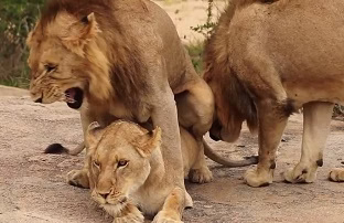 13 مراسم عجیب جفت گیری حیوانات