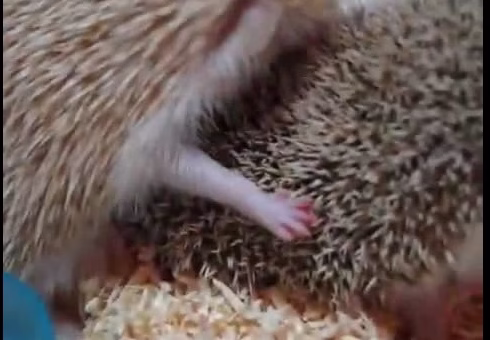 جفت گیری جوجه تیغی