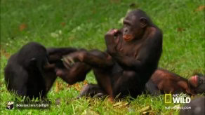 جفت گیری میمون ها در جنگل