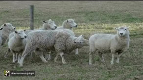 پرورش و جفت گیری گوسفند