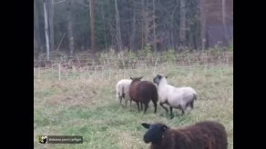 رفتار گوسفند ها هنگام جفت گیری