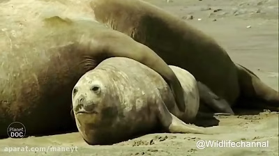 نبرد و جفت گیری فیل دریایی