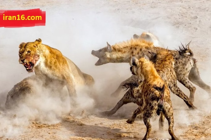 راز بقا در قلمرو حیوانات