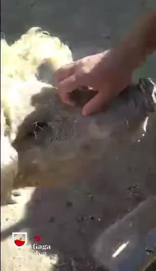 خوکفند حاصل جفتگیری گوسفند با خوک!!!