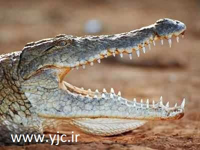 مرگبارترین آرواره