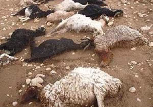 حمله گرگها, گله گوسفندان, منطقه چهاردانگه , تلف شدن دام ها , پوشش بیمه ای دام,