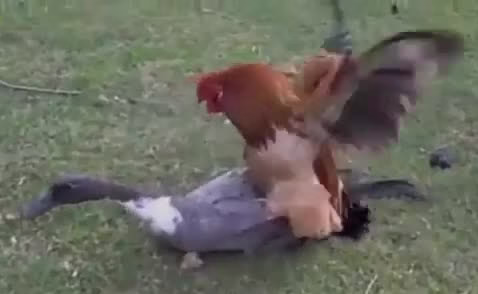 جفت گیری خروس و اردک