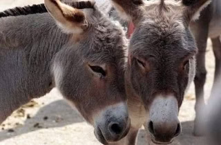 نمایش جفتگیری حیوانات