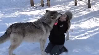 واکنش گربه وحشی به سگ در باغ وحش