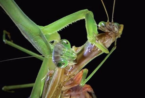 جفت گیری ملخ