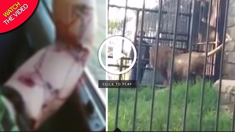 وحشتناک ترین ها ,حمله حیوانات ,شیر ,باغ وحش