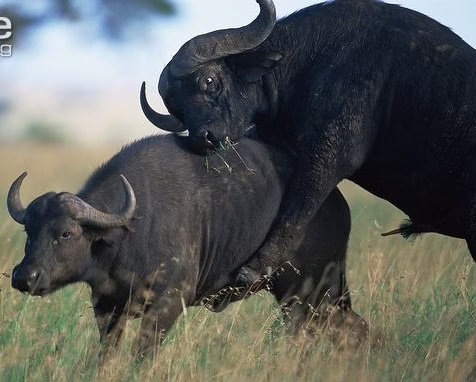 Cape-buffalo-mating