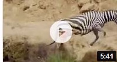 دردناکترین صحنه های حیات وحش