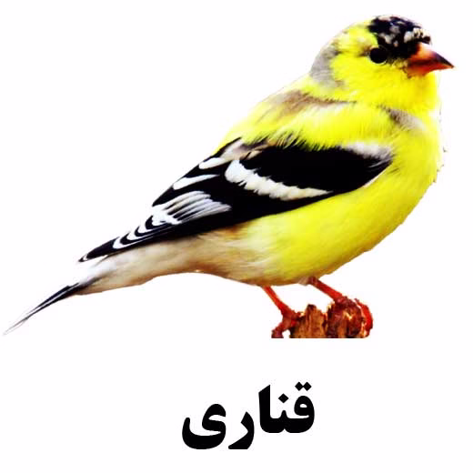 آموزش جادویی پرورش قناری