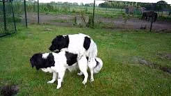 جوفت گیری حیوانات