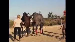 آموزش جفت گیری اسب