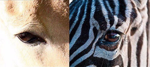 گور خر با گور اسب