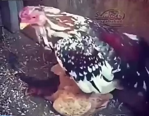 جفت گیری خروس