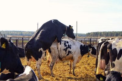 جفت گیری گاو