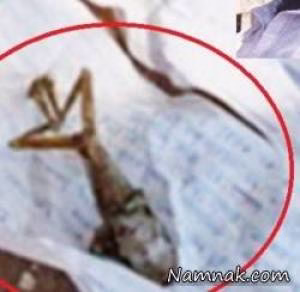 زن-قورباغه-زایید