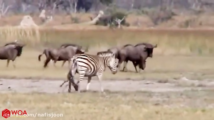 زایمان سخت گورخر و حمله کفتار