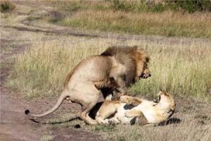 حیوانات باردار و حامله,زایمان و تولید مثل حیوان