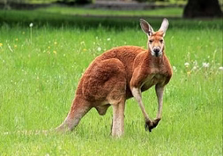 کتک خوردن یک مرد از کانگوروی عصبانی