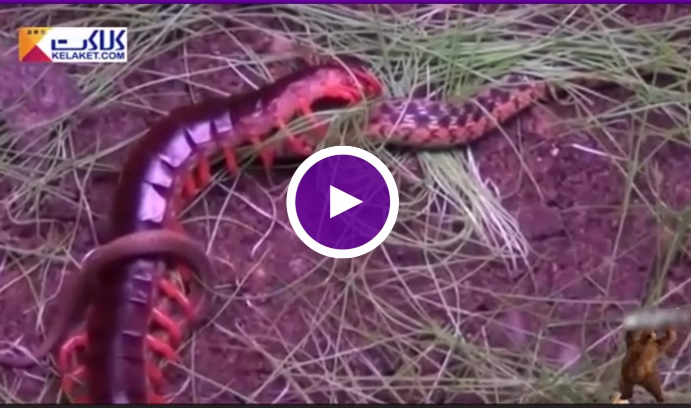 جنگ مار و هزار پا