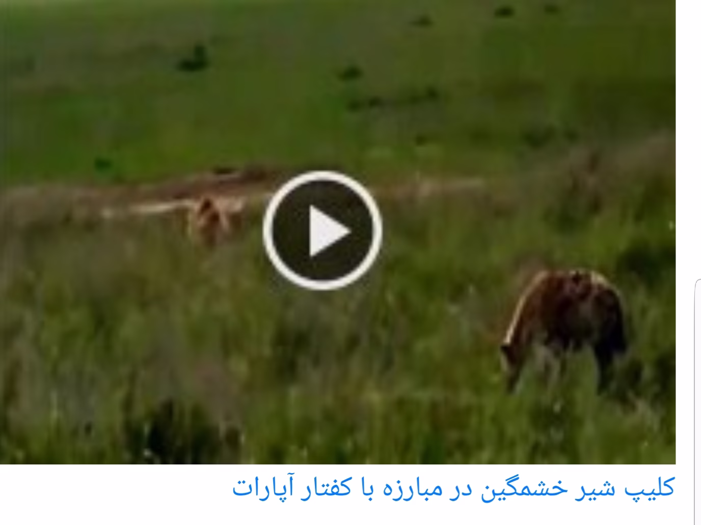 کلیپ مبارزه خونین شیر خشمگین و کفتار درنده آپارات نبرد نابرابر شیر عصبانی با کفتار در سایت ایران ۱۶