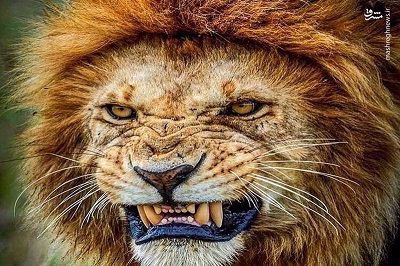 فیلم/ گیر افتادن شیر در میان کفتارهای گرسنه!